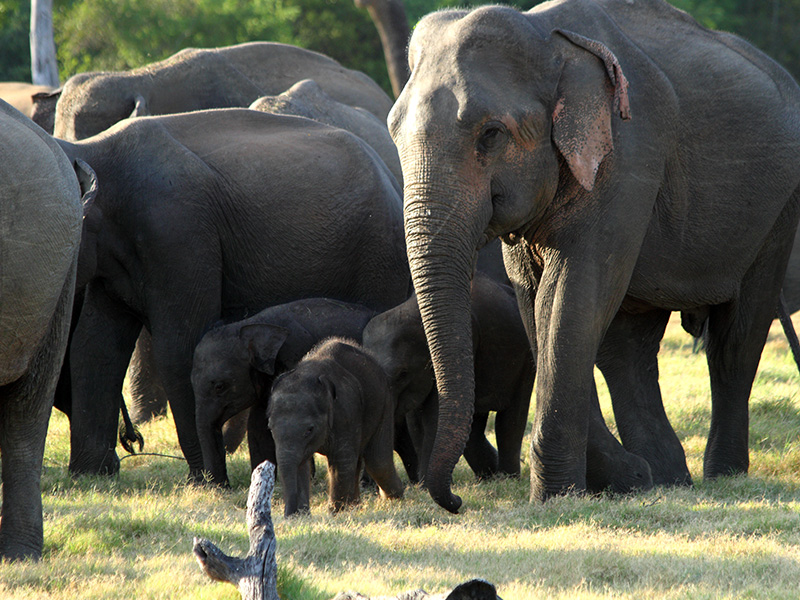 Yala National Park safari from Kataragama